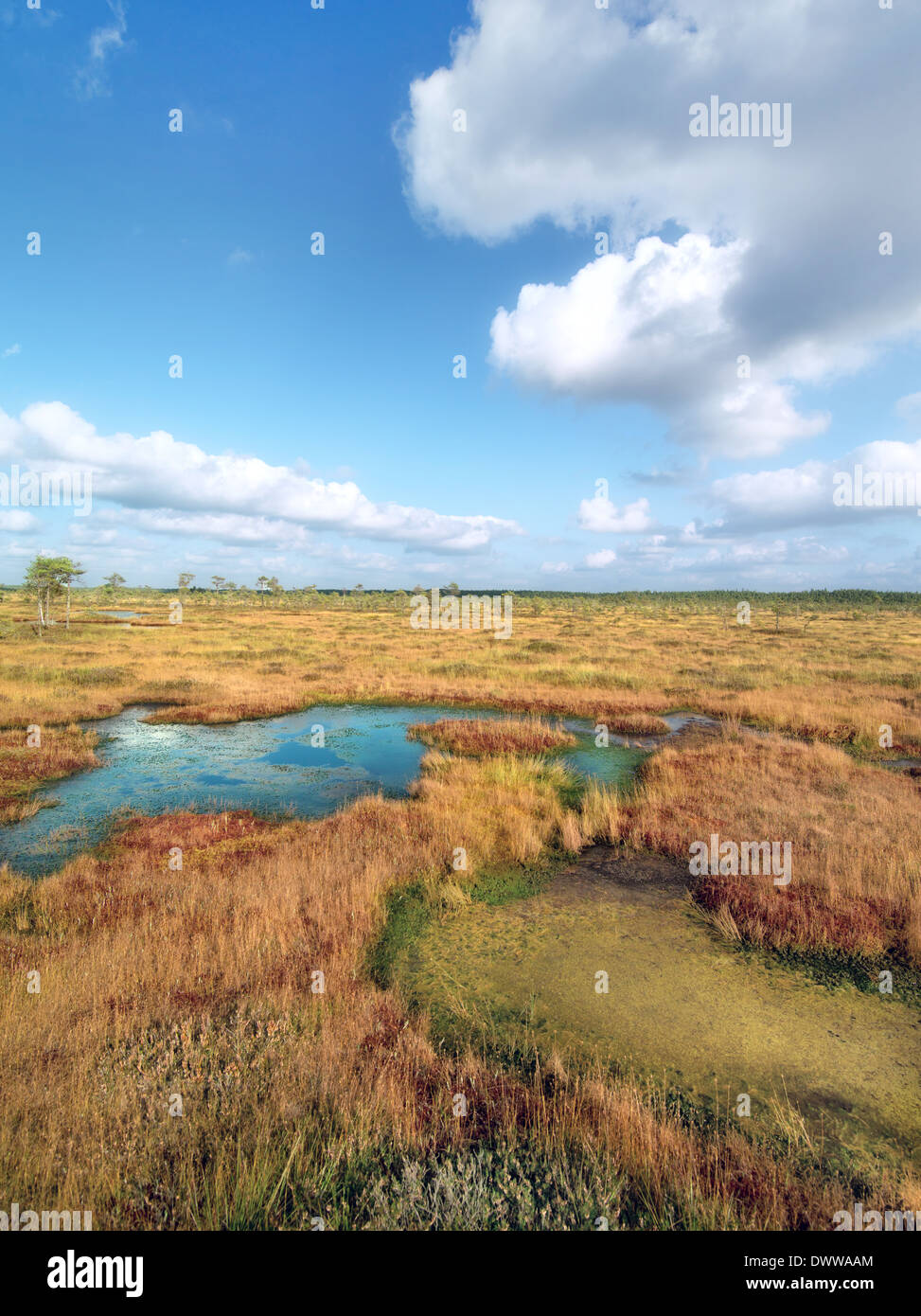 Vue sur la plaine marécageuse. Automne, Lettonie, Kurzeme Banque D'Images