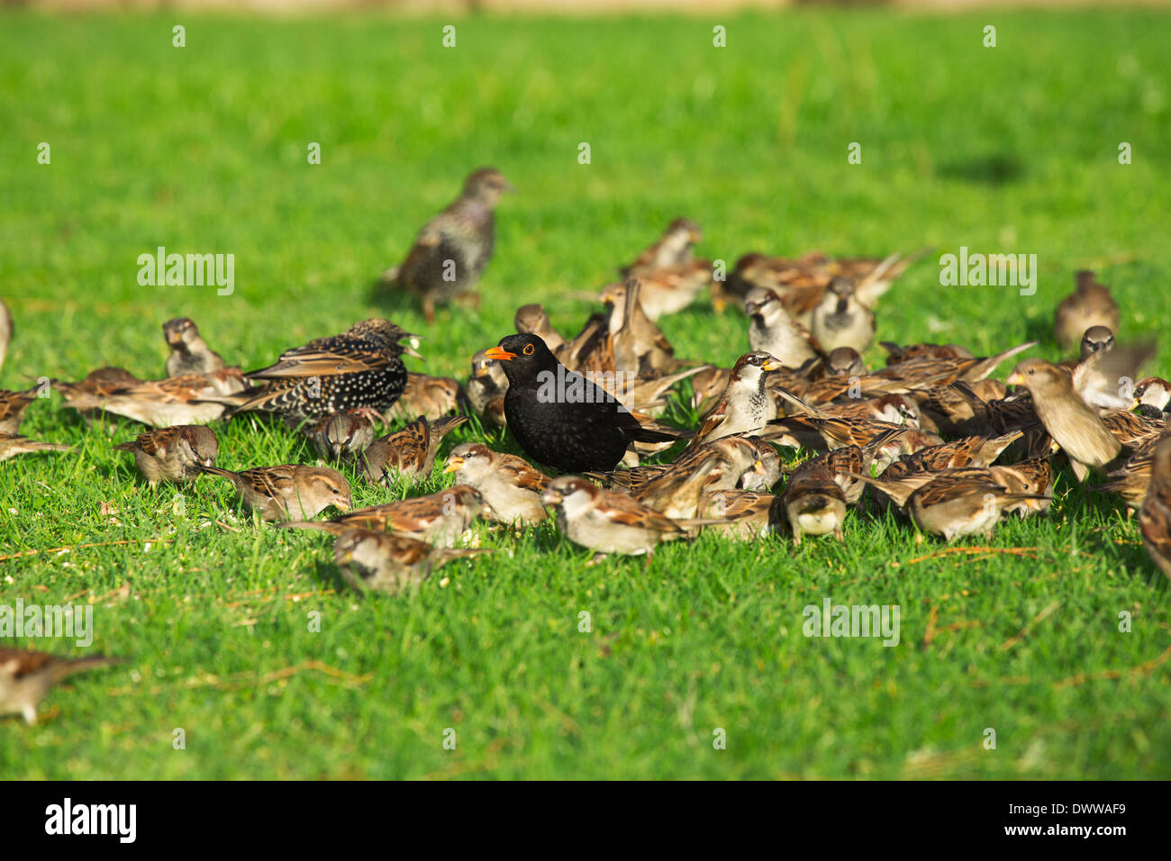 Une volée de moineaux sur une pelouse avec un étourneau et un mâle Blackbird Banque D'Images