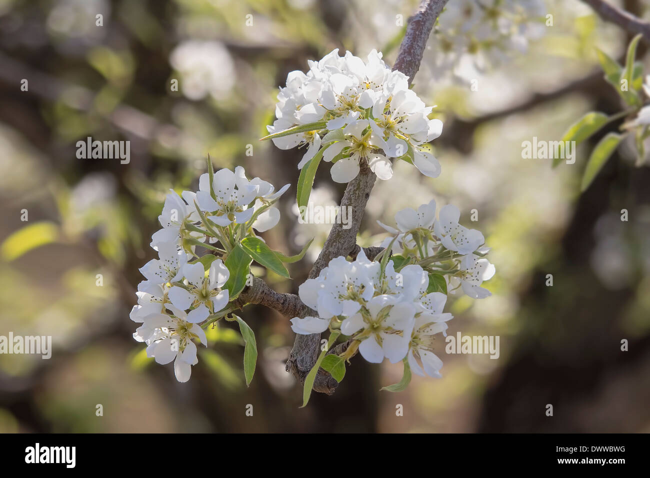 Arbre généalogique de poire de fleurs au printemps Temps Libre Banque D'Images