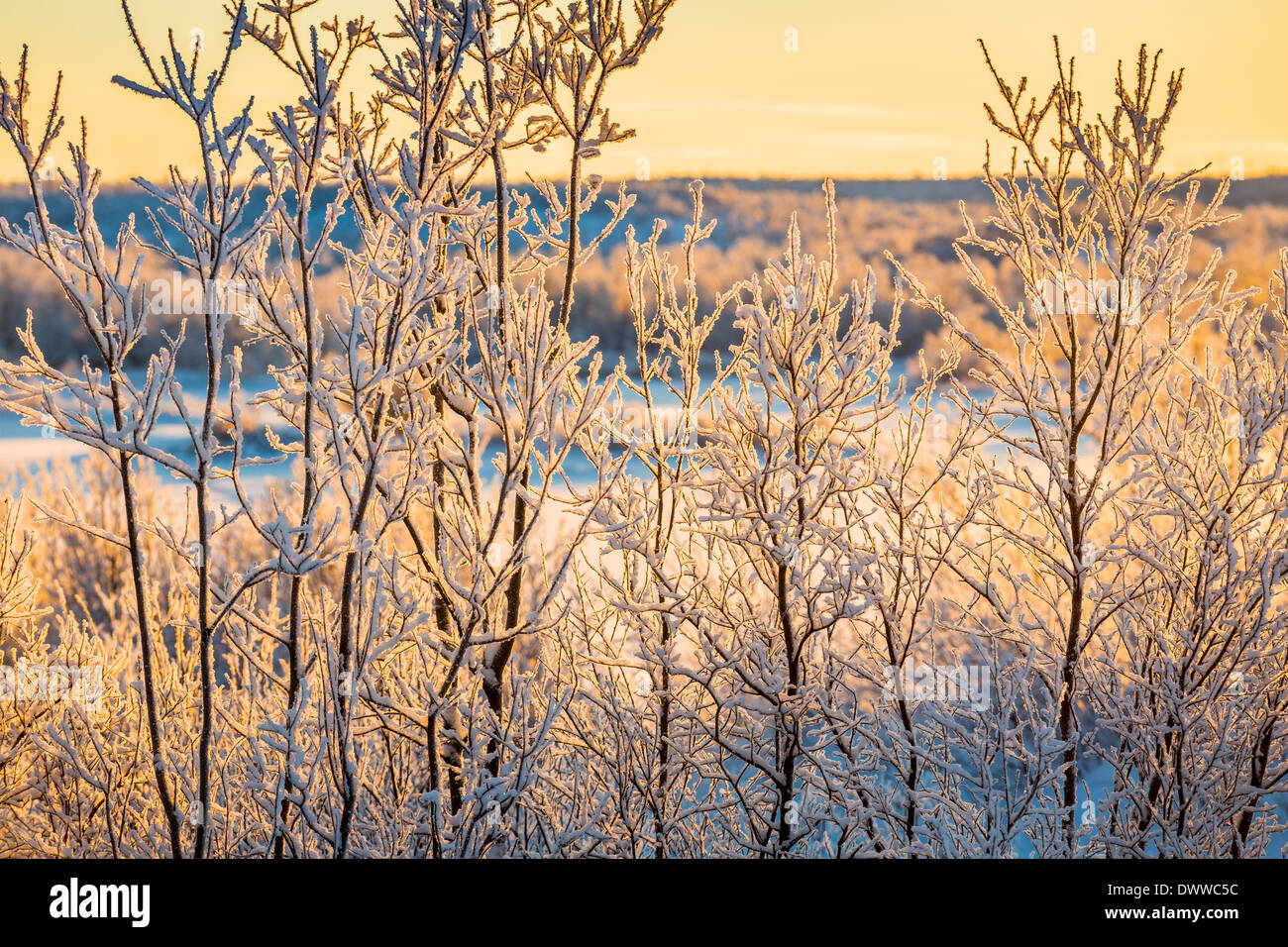 Coucher du soleil et des arbres dans le paysage gelé de froid, des températures aussi basses que -47 degrés Celsius, Laponie, Suède Banque D'Images