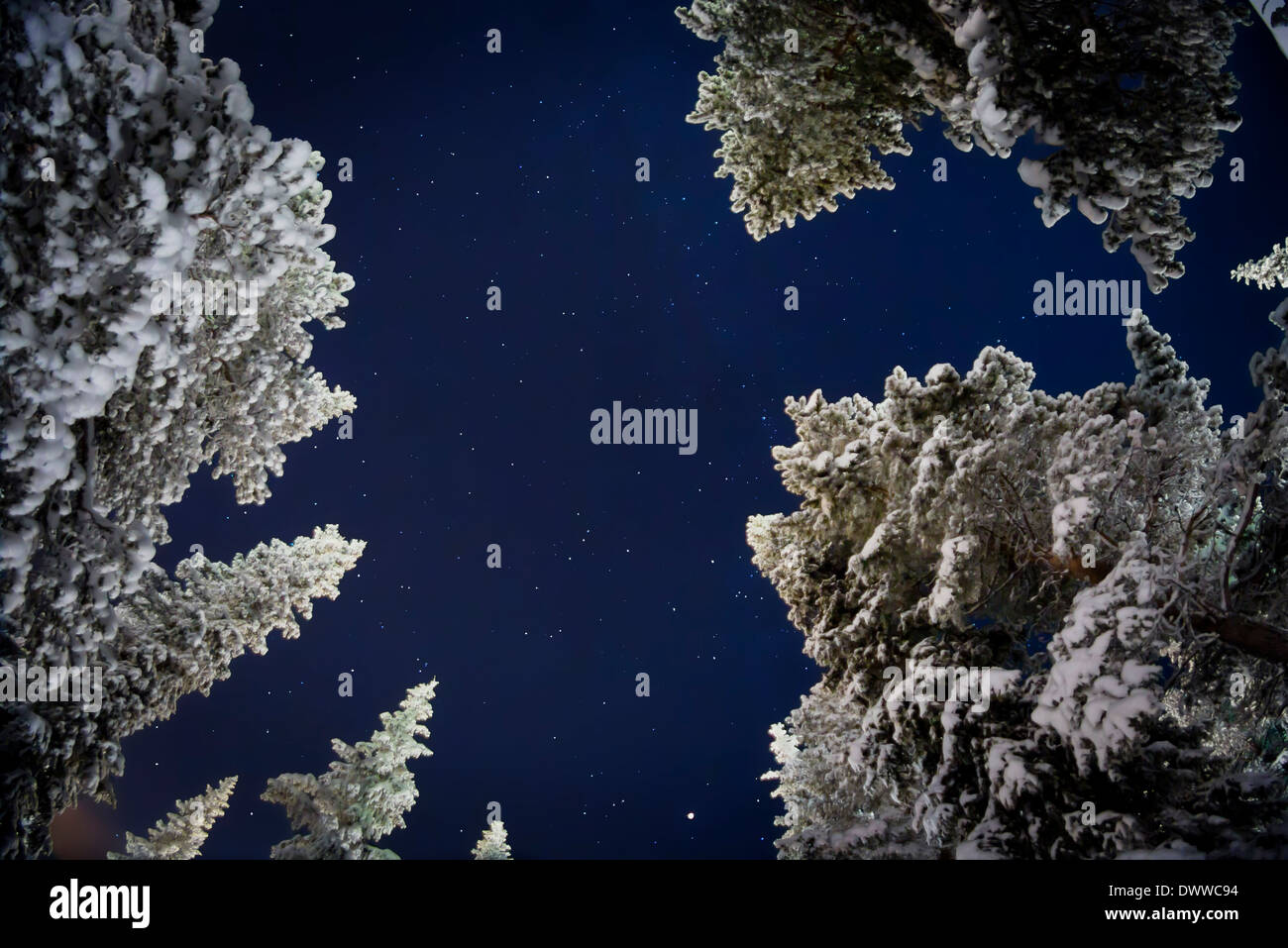 Les arbres et les étoiles, le froid des températures aussi basses que -47 degrés Celsius, Laponie, Suède Banque D'Images