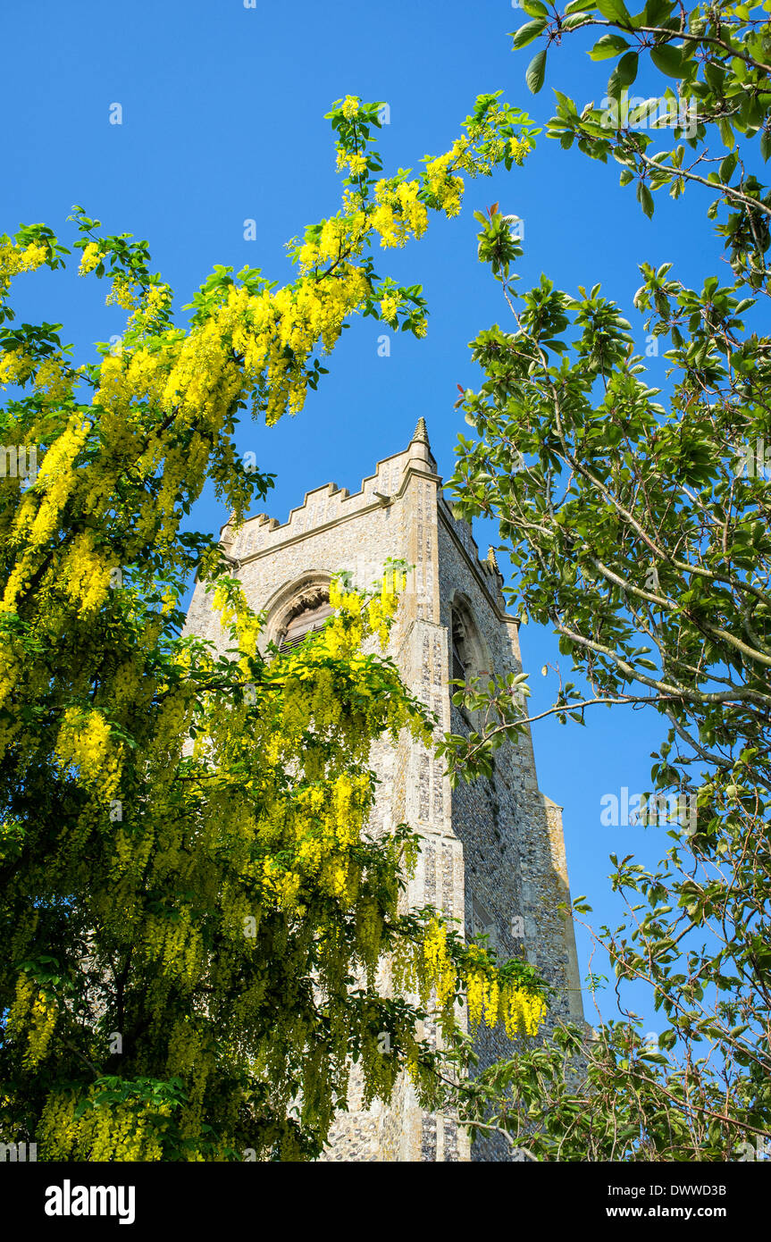 Arbre À FLEURS Laburnum anagyroides LABURNUM CIMETIÈRE Banque D'Images