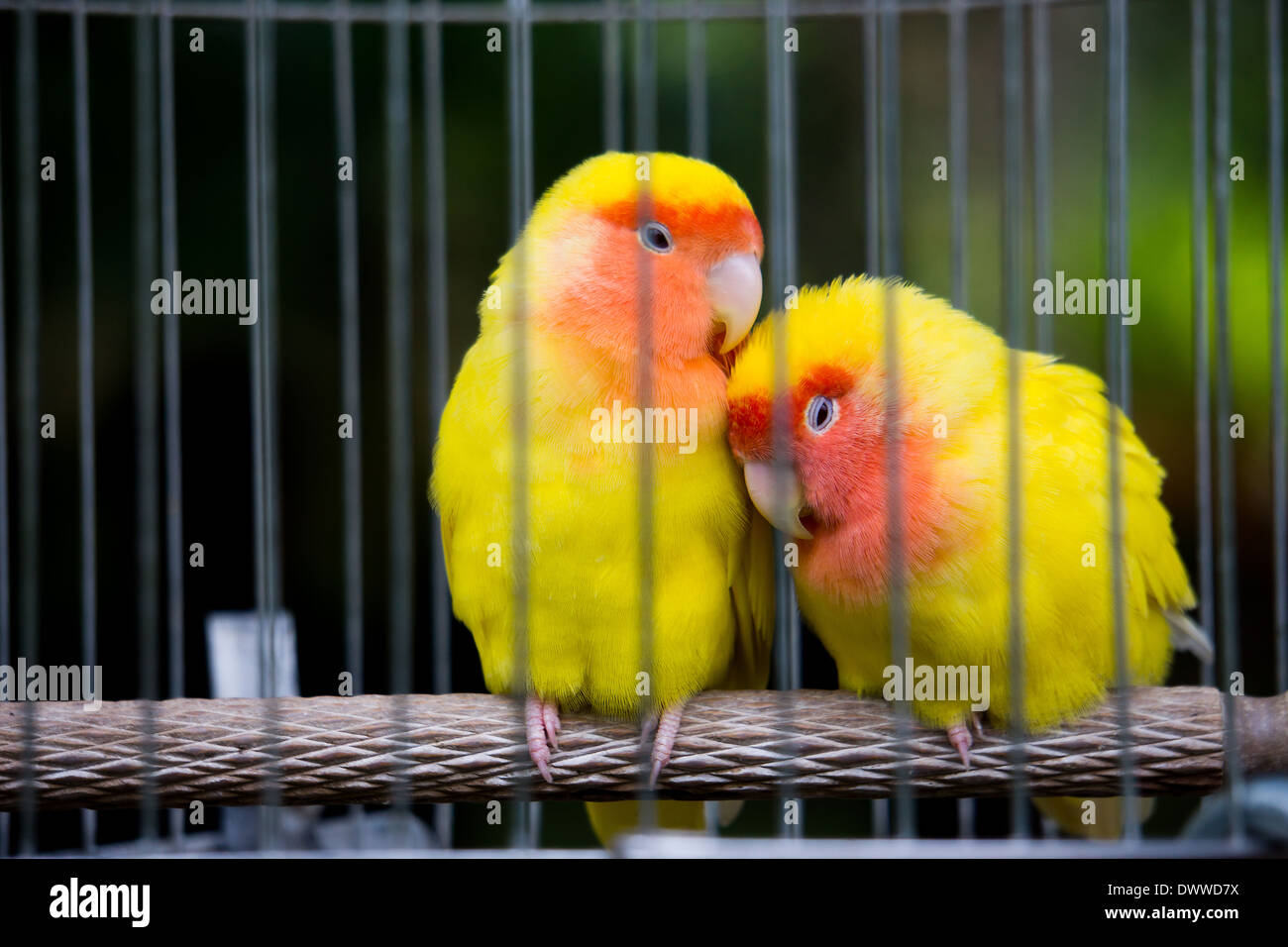 Twins Yellow Bird Banque D'Images