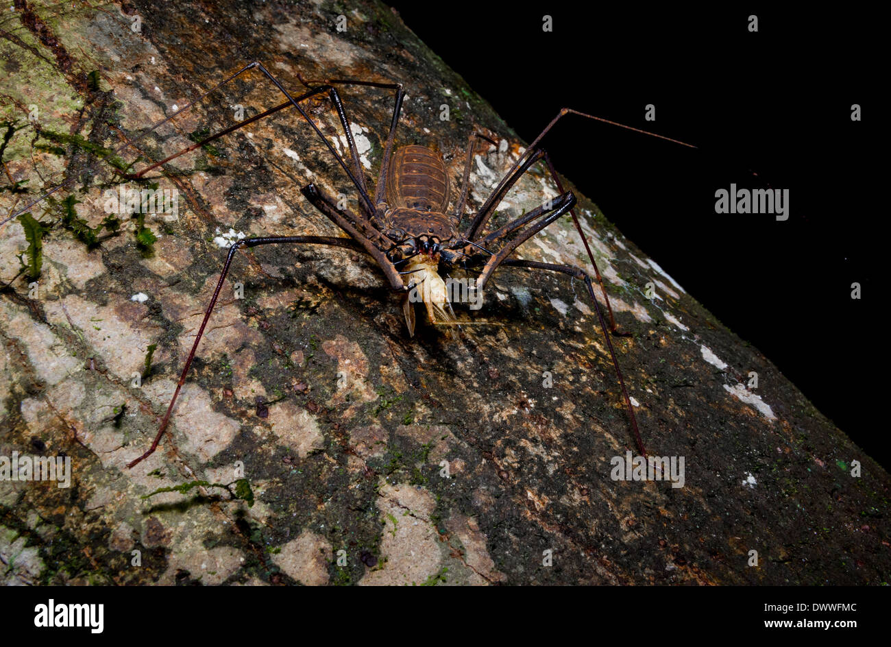 Whip sans queue ou scorpion scorpion araignée mange une sauterelle dans la nuit en Amazonie Banque D'Images