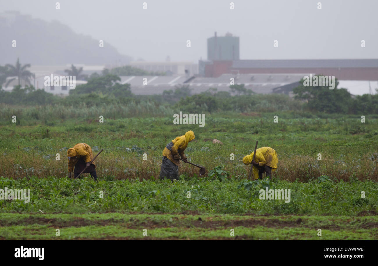Les travailleurs agricoles ont tendance à récoltes sur le terrain contigu à l'ancien aéroport de Prospecton au sud de Durban, 21 novembre 2013. De petites infrastructures Banque D'Images