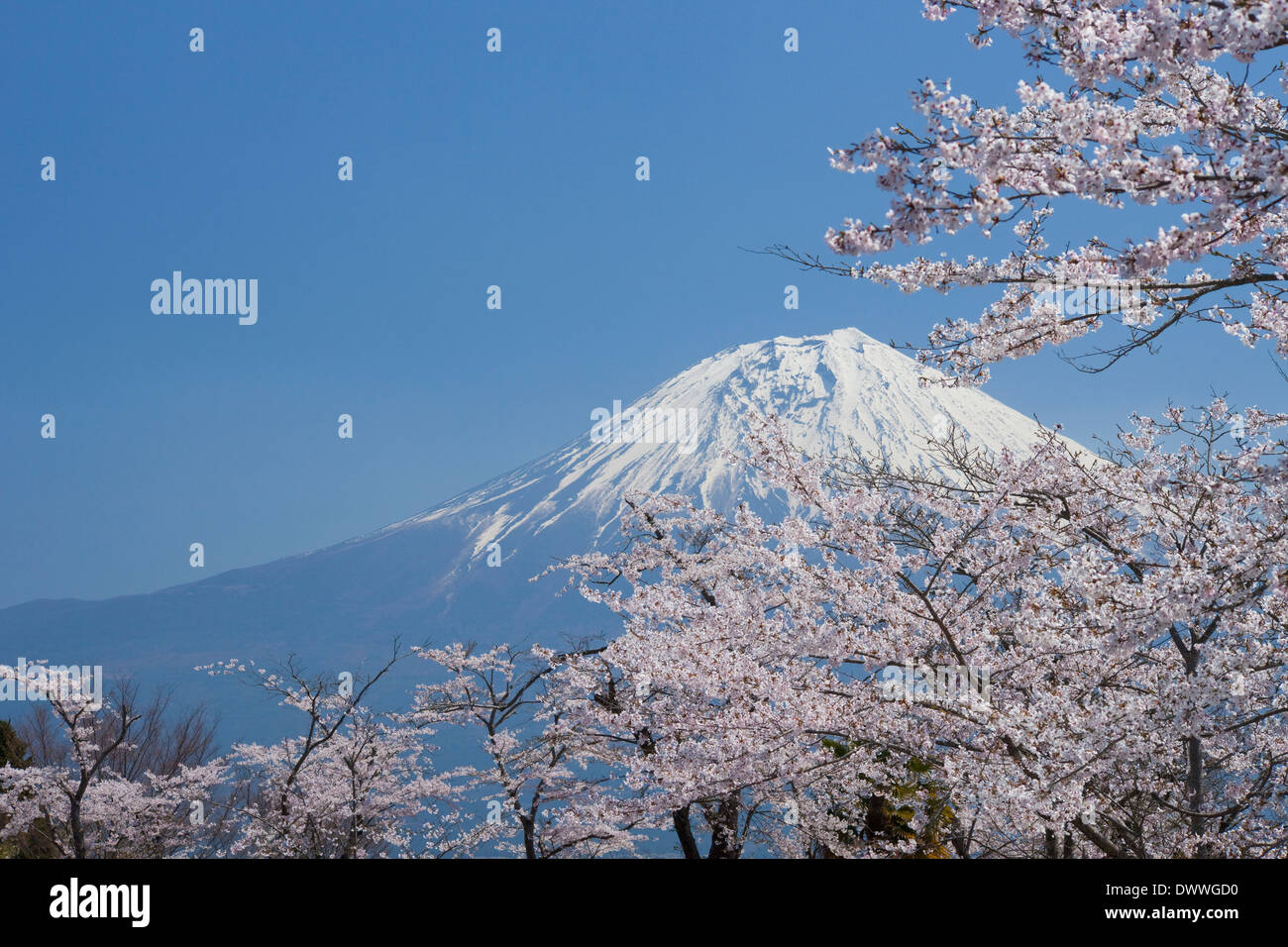 Le Mt Fuji et fleurs de cerisier, Shizuoka Prefecture, Japan Banque D'Images