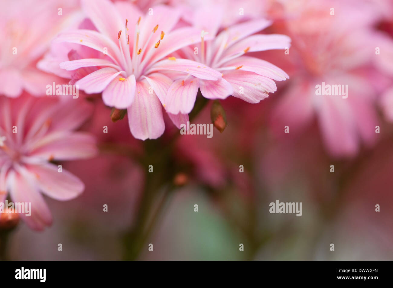 Lewisia cotyledon, 'Rainbow' Double Banque D'Images