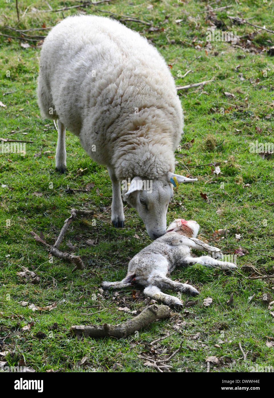 Les brebis Brebis debout par son bébé mort lamb uk Banque D'Images