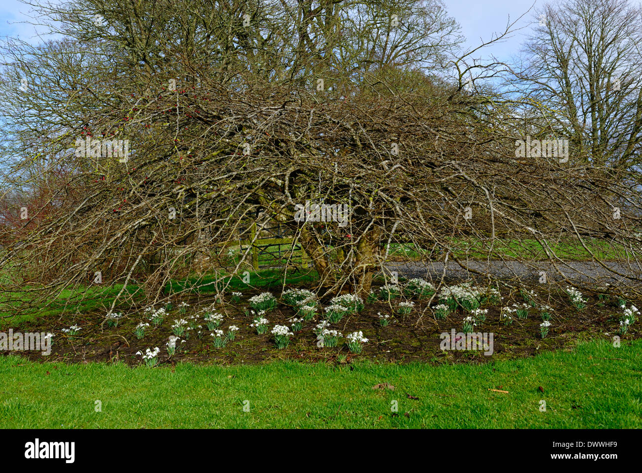 Parrotia persica arbre underplanted underplanting snowdrop galanthus blanc combinaison bouquet bouquets fleurs partenaires de plantation Banque D'Images