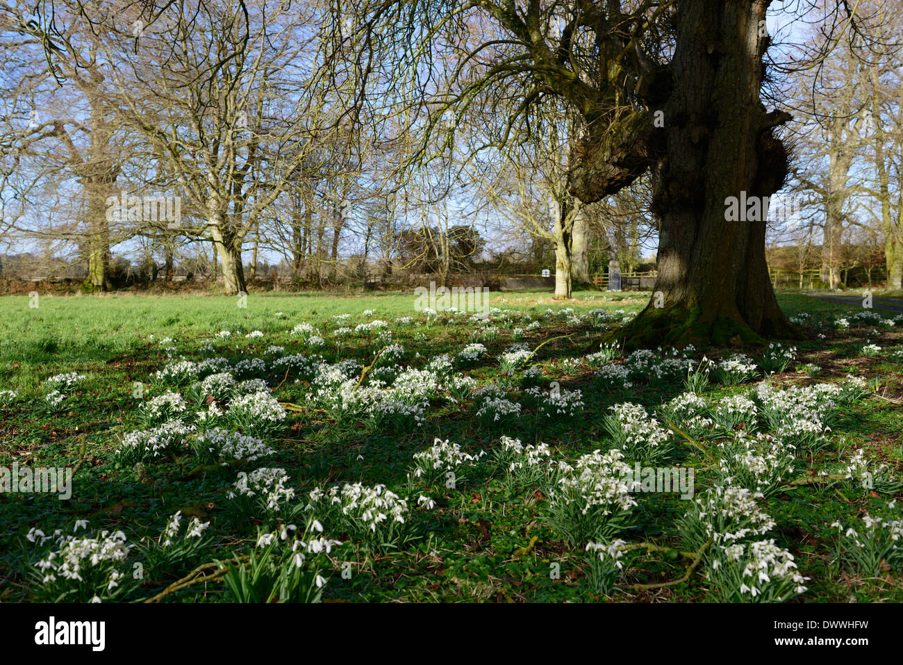 Parc Parc jardin fleur fleurs blanc printemps perce-neige fleurs snowdrop galanthus touffe croissance touffes personne ne vide Banque D'Images