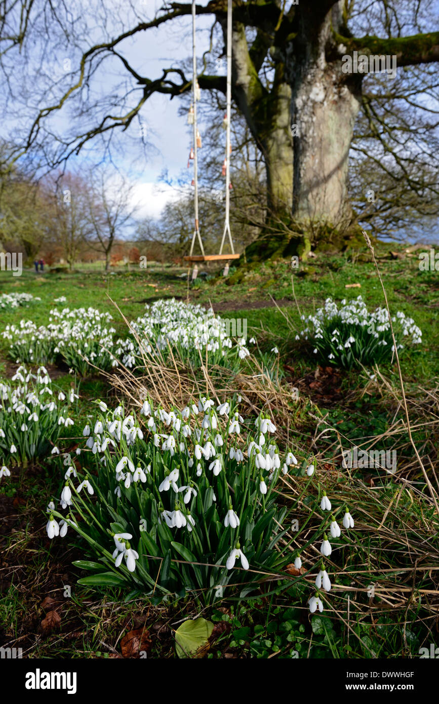 Parc Parc jardin fleur fleurs printemps swing jouer snowdrop galanthus perce-neige floraison croissance touffe blanche personne ne vide Banque D'Images