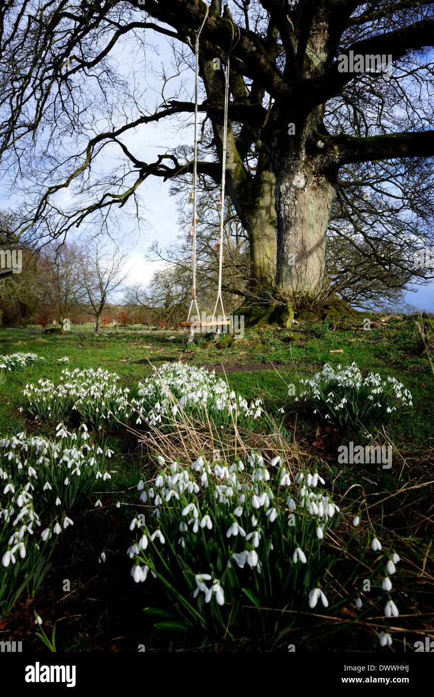 Parc Parc jardin fleur fleurs printemps swing jouer snowdrop galanthus perce-neige floraison croissance touffe blanche personne ne vide Banque D'Images