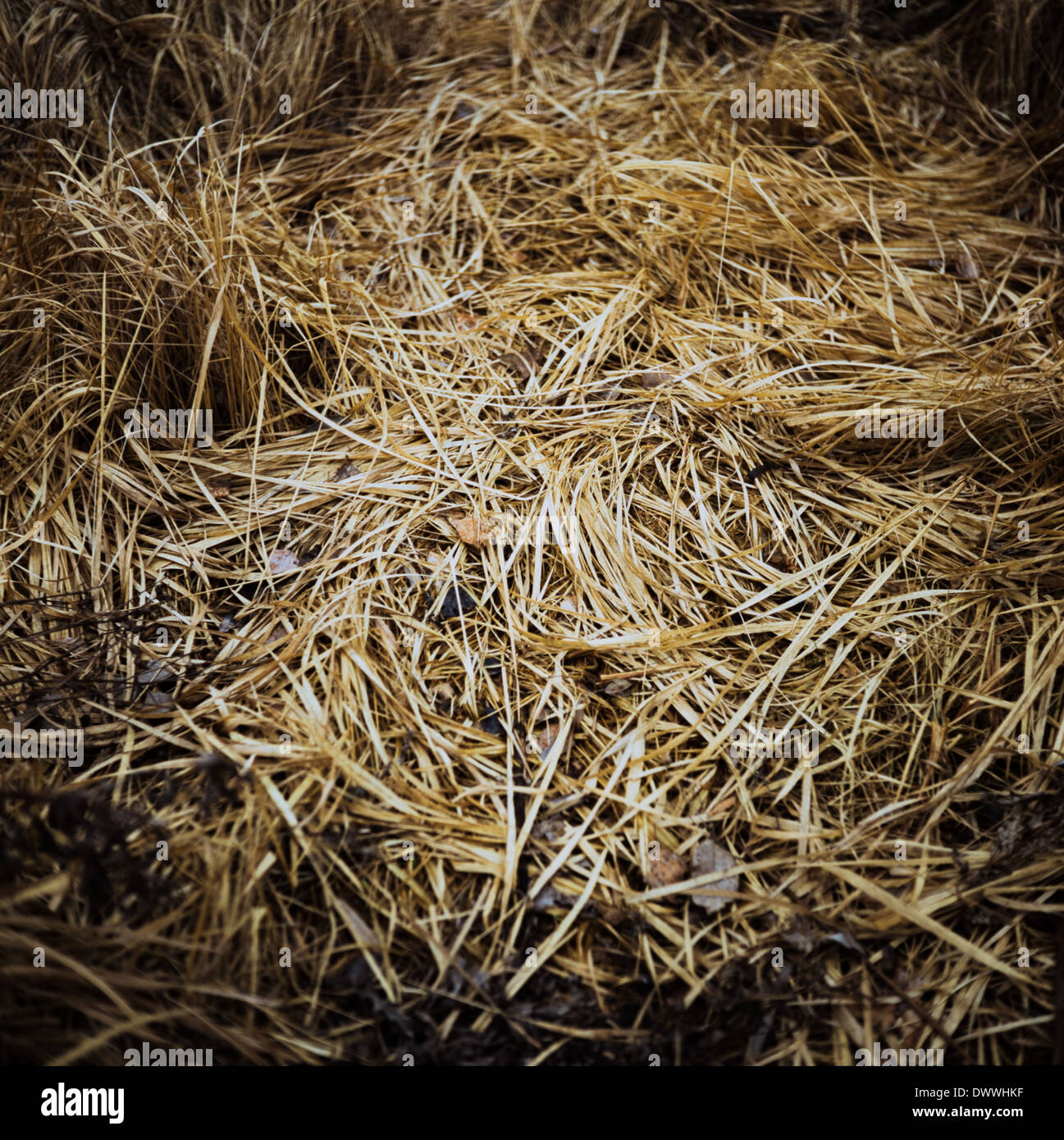 L'herbe d'automne jaune froissé prises sur film de format moyen Banque D'Images