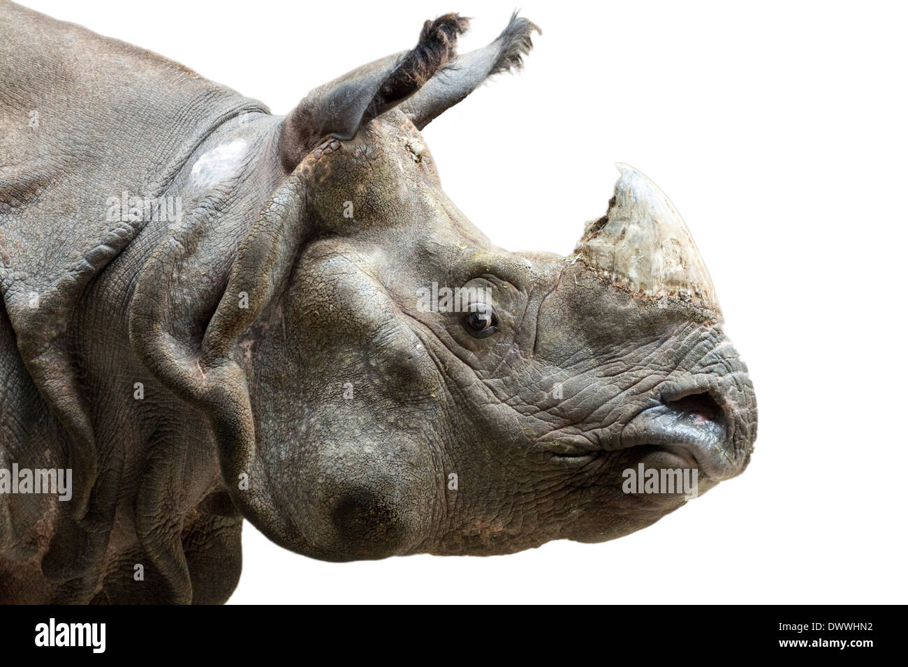 Coupé de rhinocéros indien Banque D'Images