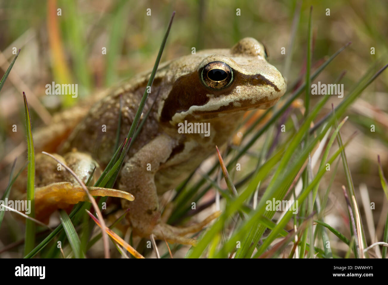 Grenouille rousse dans l'herbe Banque D'Images