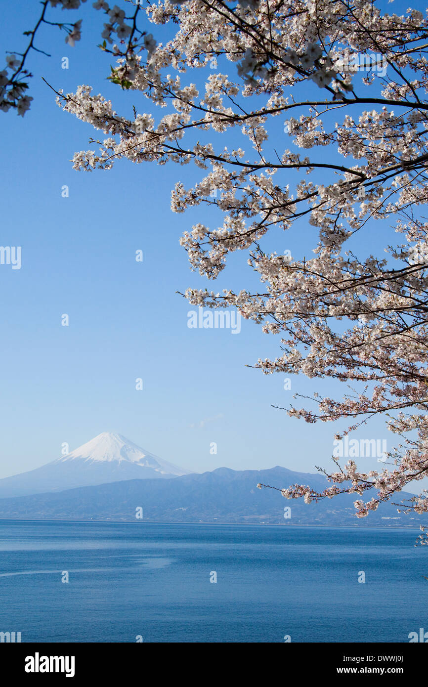 Le Mt Fuji et fleurs de cerisier, Shizuoka Prefecture, Japan Banque D'Images