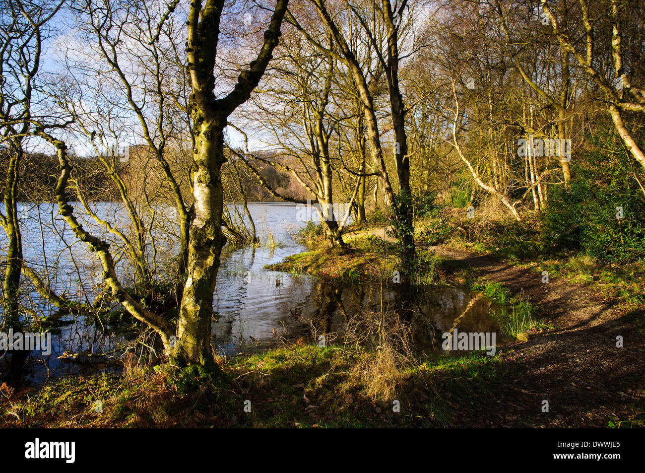 Un sentier serpentant à travers les arbres de bouleau verruqueux (Betula pendula) au bord du lac d'Gormire dans le North York Moors National Park Banque D'Images