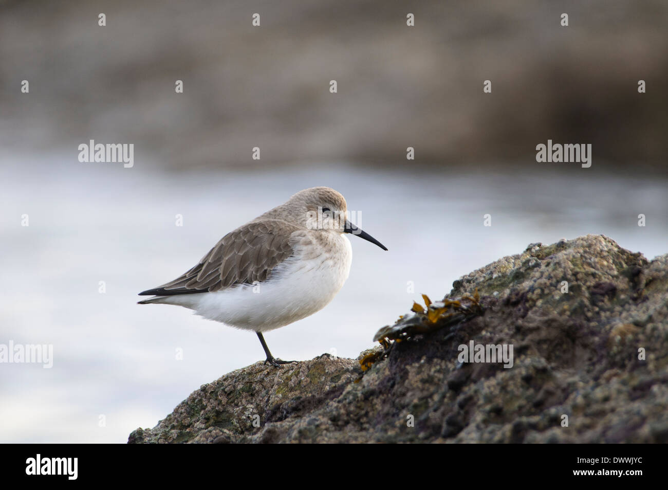 Le Bécasseau variable (Calidris alpina), adulte en plumage d'hiver se tenant sur une jambe sur des pierres à Filey Brigg, Yorkshire du Nord. Janvier. Banque D'Images