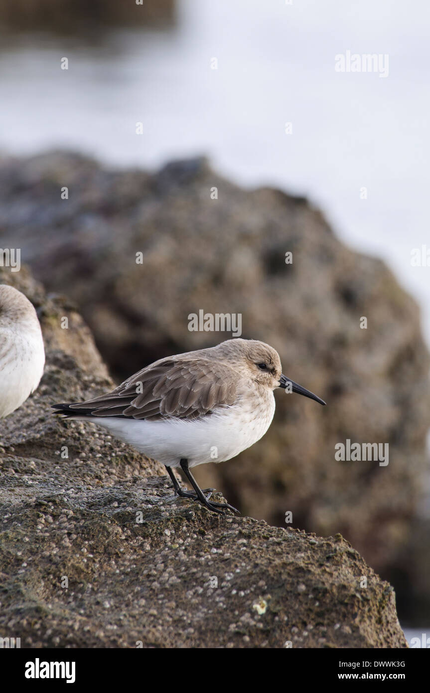 Le Bécasseau variable (Calidris alpina), adulte en plumage d'hiver debout sur des pierres à Filey Brigg, Yorkshire du Nord. Janvier. Banque D'Images