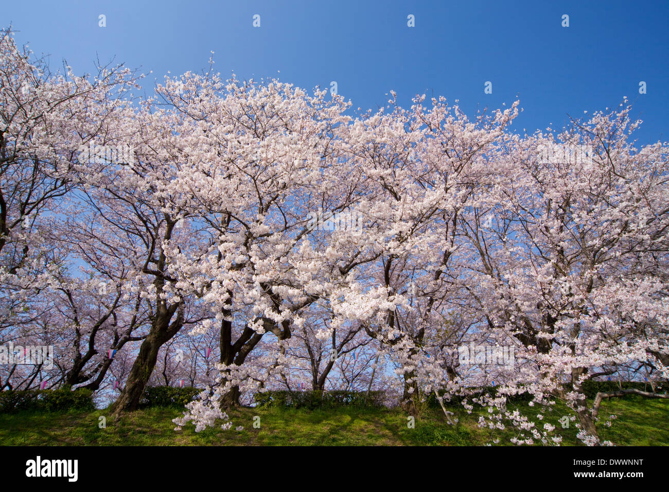 Les fleurs de cerisier, Préfecture de Saitama, Japon Banque D'Images