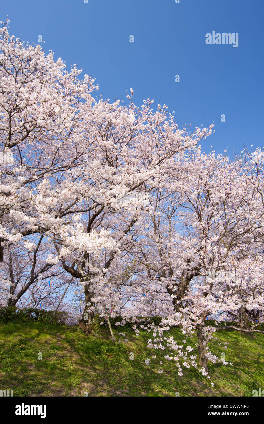 Les fleurs de cerisier, Préfecture de Saitama, Japon Banque D'Images
