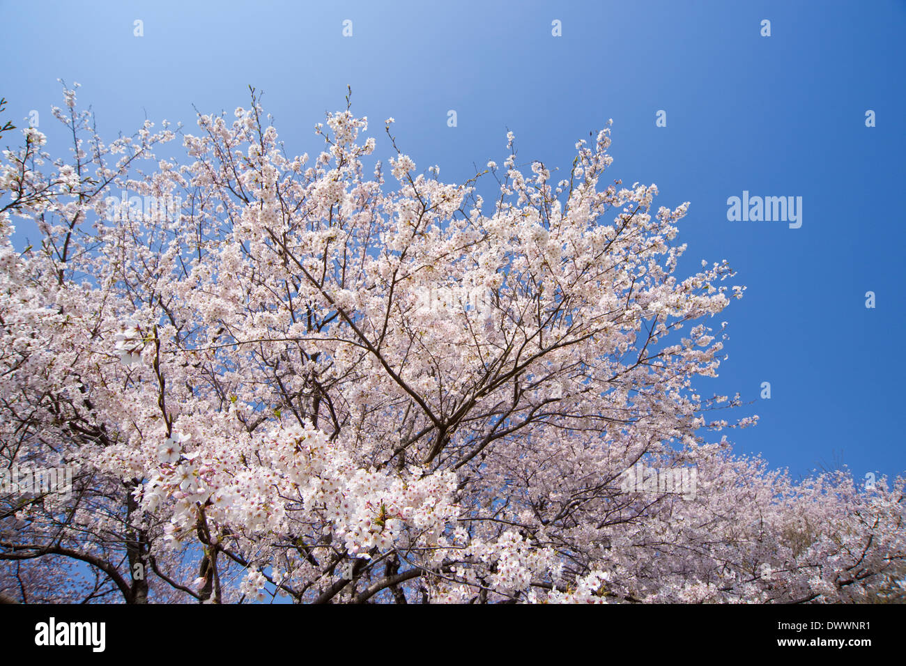 Les fleurs de cerisier, Préfecture de Saitama, Japon Banque D'Images
