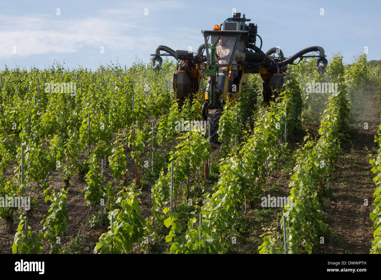 Pulvérisation mécanisé d'un vignoble à l'insecticide. Près de Reims dans la région Champagne du nord est de la France. Banque D'Images