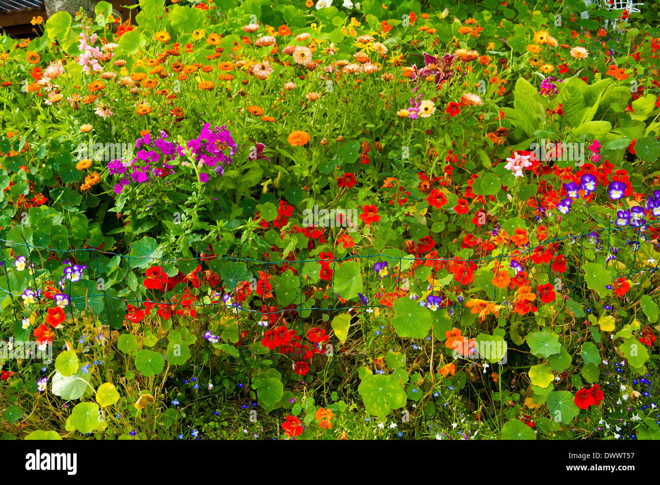 Jardin fleuri, Sitka, Alaska Banque D'Images