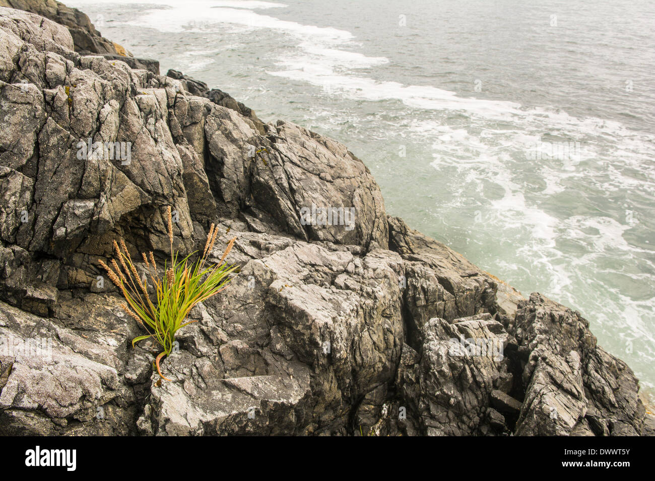 Les rives du Bamdoroshni au large de la côte de l'île de Sitka, Alaska Banque D'Images