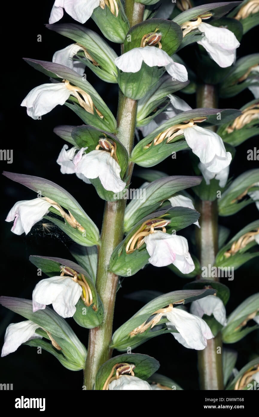 Close-up of Spiny Bear's culottes et fleur d'épines qui le nom est dérivé d'acanthe spinosus -- Des . Banque D'Images