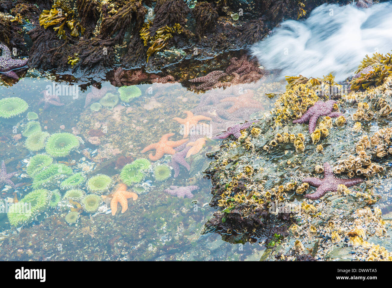 Les étoiles de mer et des anémones, Bamdoroshni au large de la côte de l'île de Sitka, Alaska Banque D'Images