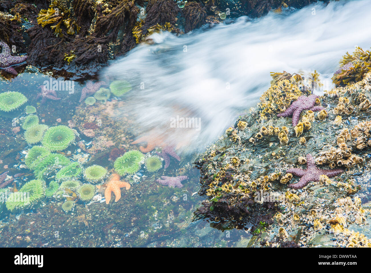 Les étoiles de mer et des anémones, Bamdoroshni au large de la côte de l'île de Sitka, Alaska Banque D'Images