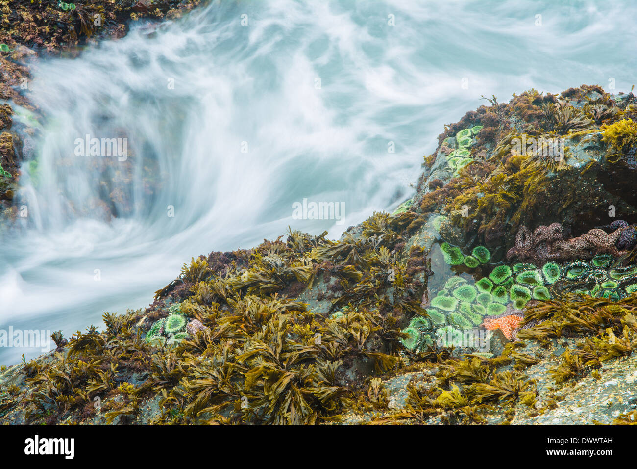 Les étoiles de mer et des anémones, Bamdoroshni au large de la côte de l'île de Sitka, Alaska Banque D'Images