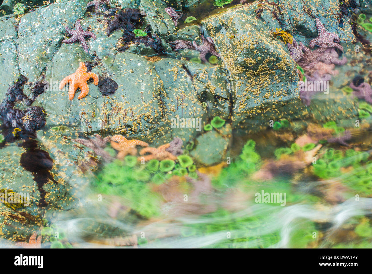 Les étoiles de mer et des anémones, Bamdoroshni au large de la côte de l'île de Sitka, Alaska Banque D'Images