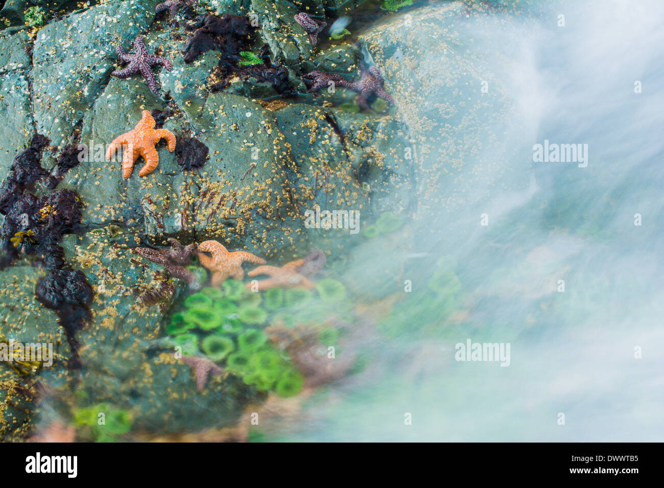 Les étoiles de mer et des anémones, Bamdoroshni au large de la côte de l'île de Sitka, Alaska Banque D'Images