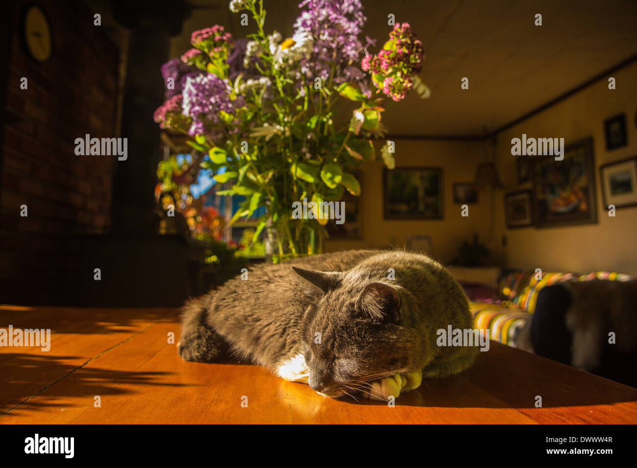 Chat sieste sur une table ensoleillée, Sitka, Alaska Banque D'Images