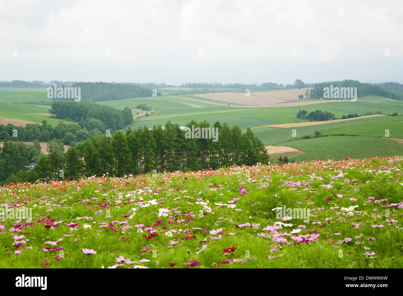 Au champ Cosmos Shikisai-no-oka, Hokkaido, Japon Banque D'Images