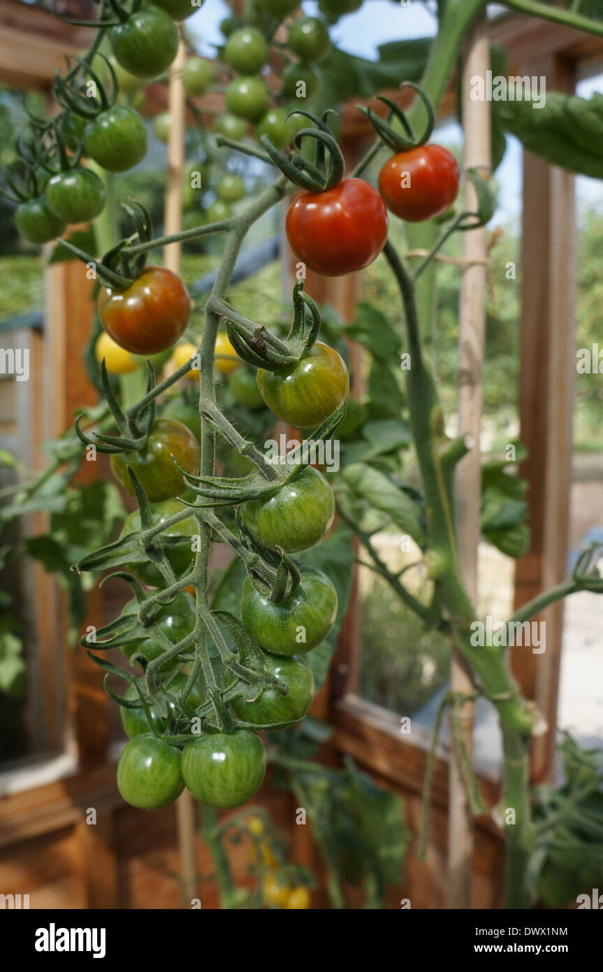 Les tomates de serre en maturation Banque D'Images