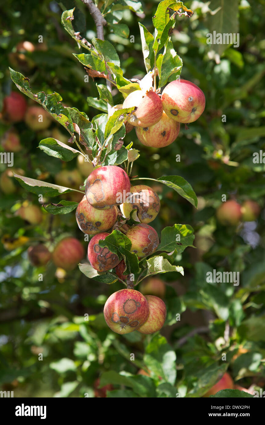 Les pommes sur un arbre. Nouvelle Zélande Banque D'Images