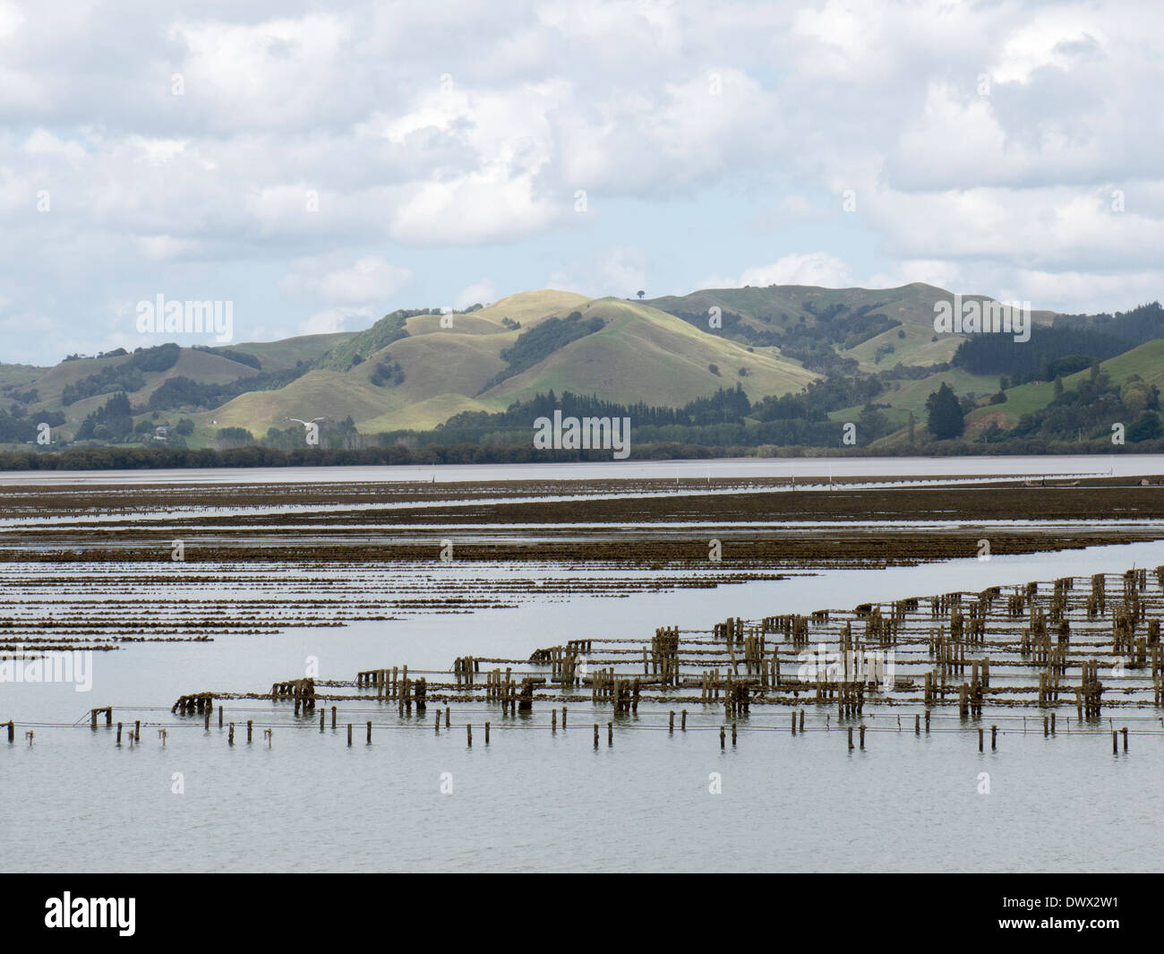Les parcs à huîtres de la côte du nord de l'île de Nouvelle-Zélande Banque D'Images