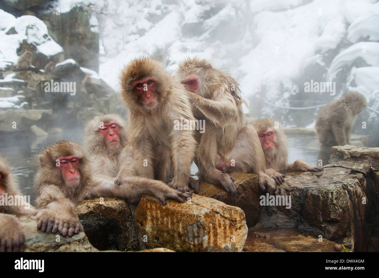 Macaques japonais Hot spring, Nagano, Japon Banque D'Images