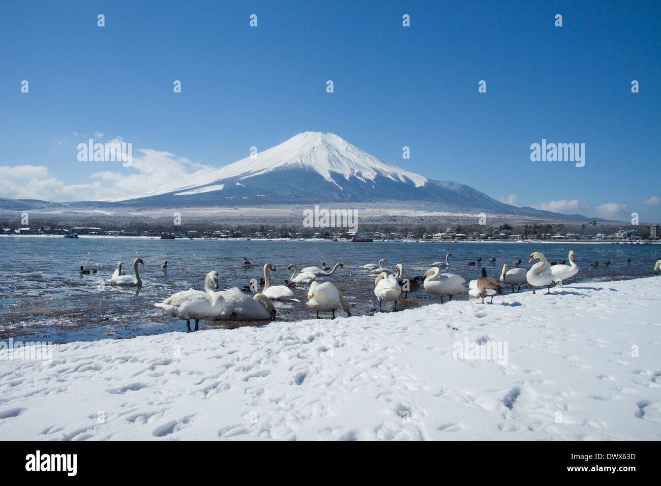 Lac Yamanaka et Mt. Fuji en hiver, Yamanashi, Japon Banque D'Images