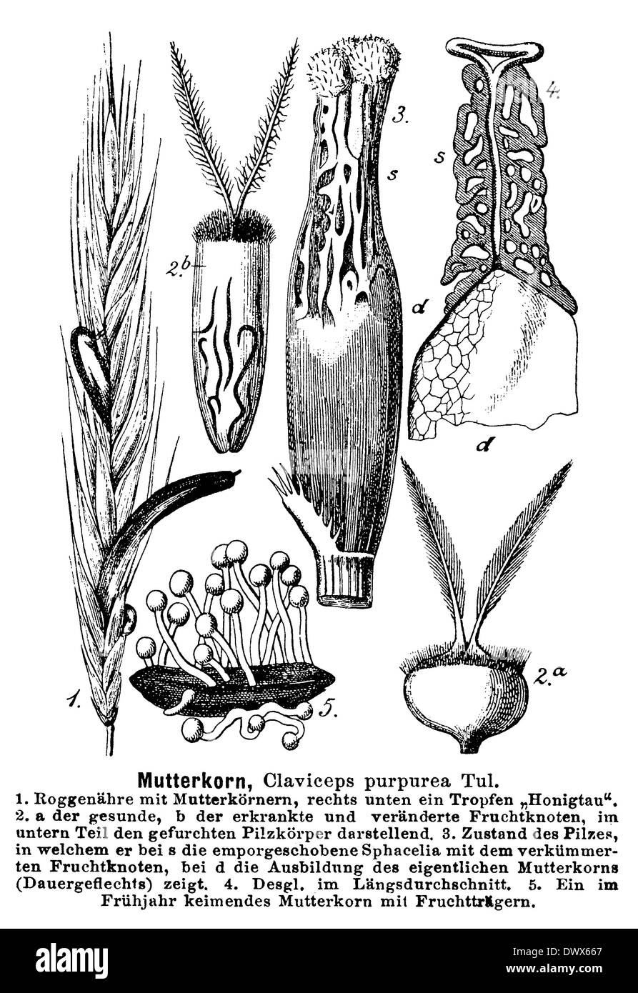Ergot de seigle Banque D'Images Ergot de seigle Banque D'Images