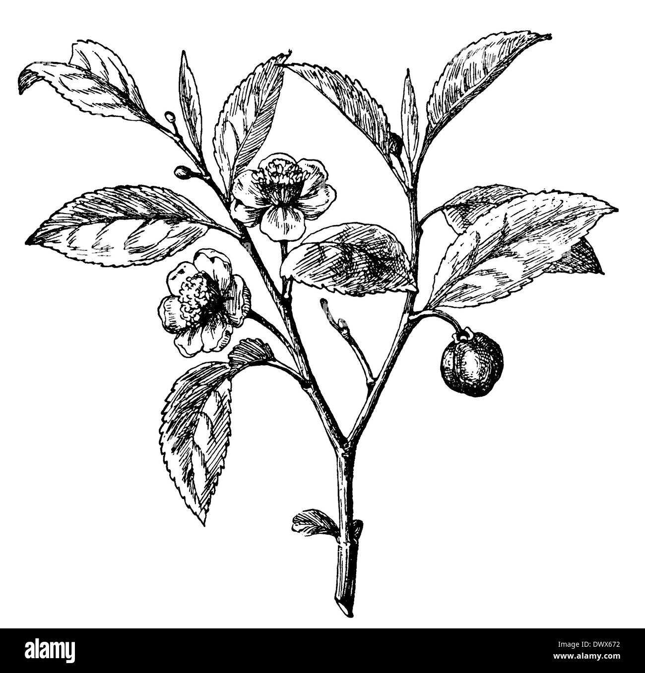 Arbuste de thé chinois Banque D'Images