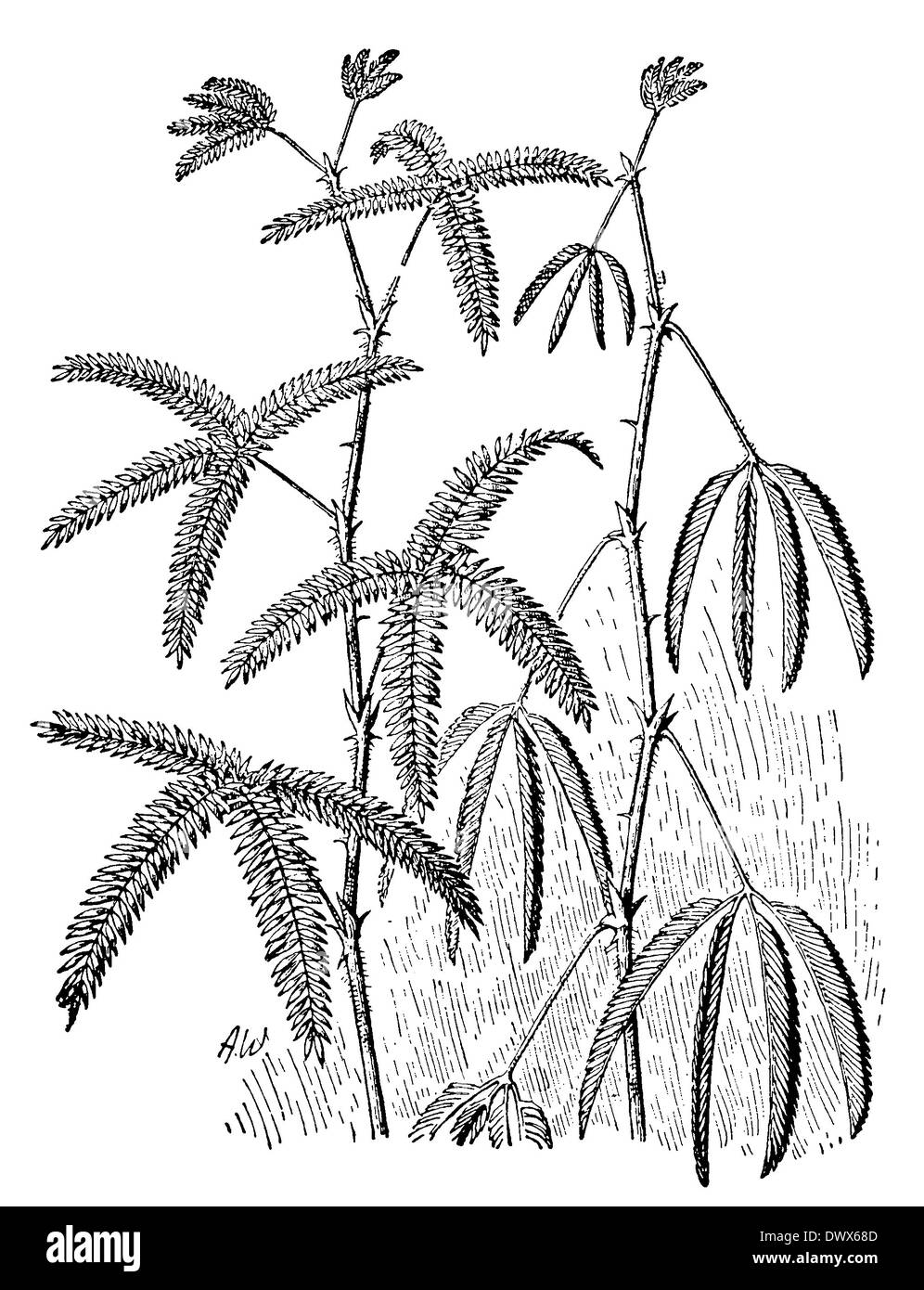 Mimosa, plante sensitive, avant gauche, droite après contact Banque D'Images