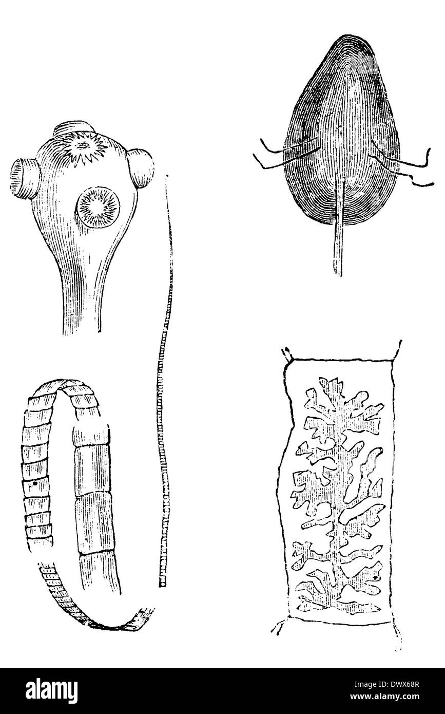 Le ténia, en haut à gauche : tête, en bas à gauche : certains des différents segments en haut à droite : larve accrochée, en bas à droite : segment mature Banque D'Images