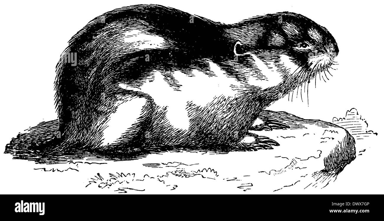 Lemming gravure Banque de photographies et d’images à haute résolution ...