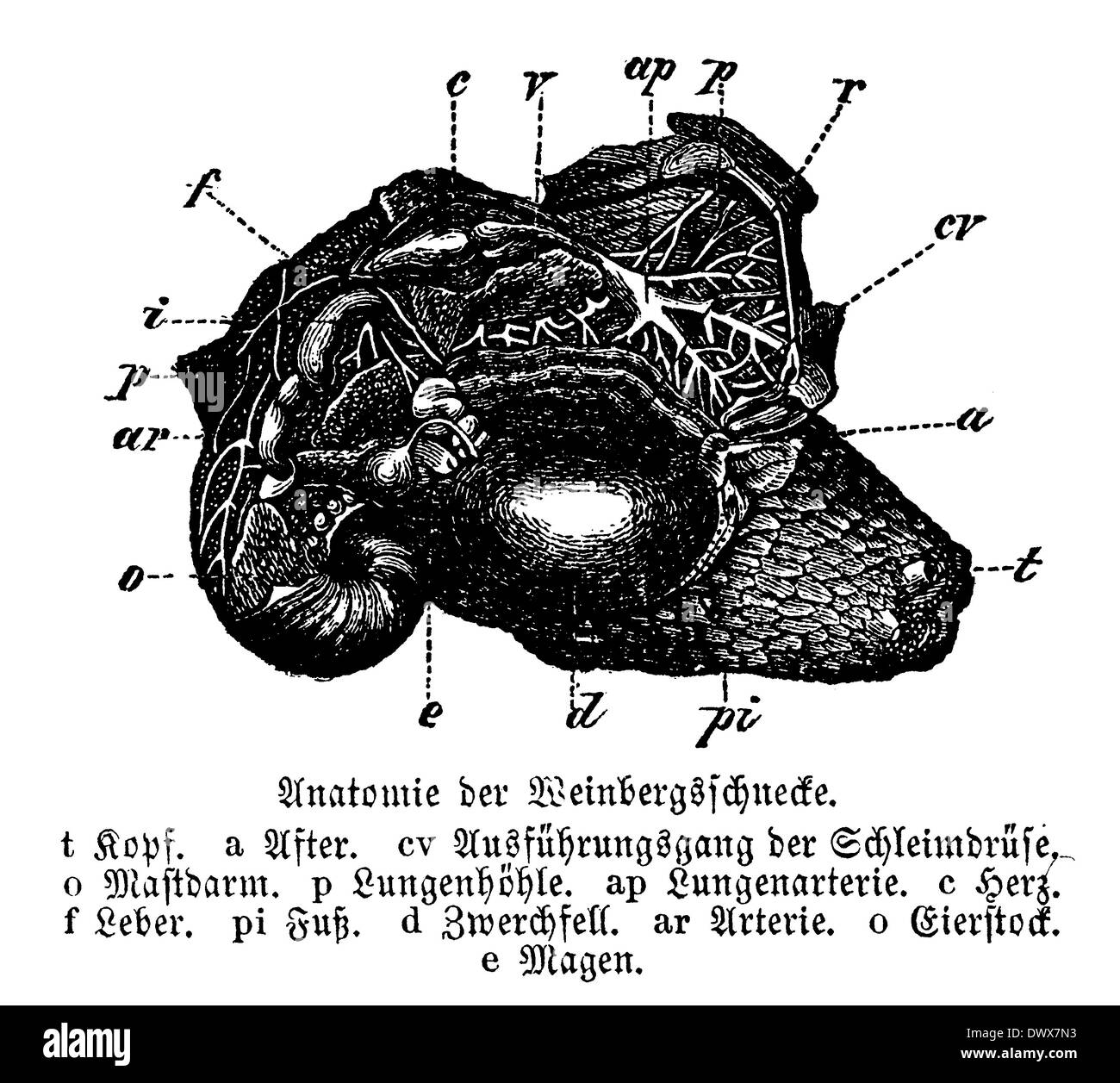 Escargots, grand jardin : Anatomie de l'escargot Banque D'Images