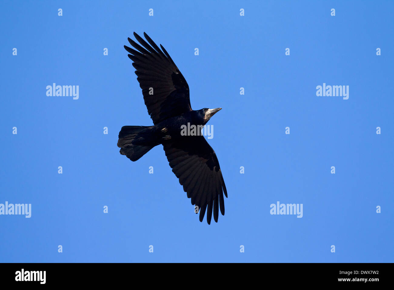 Corbeau freux (corvus frugilegus) en vol sur fond de ciel bleu Banque D'Images