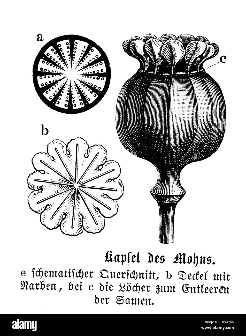 Les graines de pavot : Capsule Banque D'Images